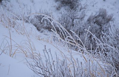 _DSC2203trj3.jpg