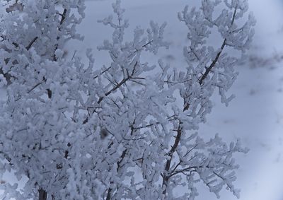 _DSC2212trj3.jpg