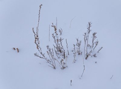 _DSC2214t2rj3.jpg
