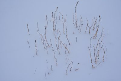 _DSC2221t2rj3.jpg