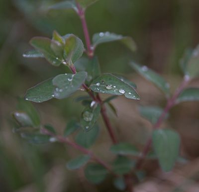 _DSC2336tt2rj2.jpg