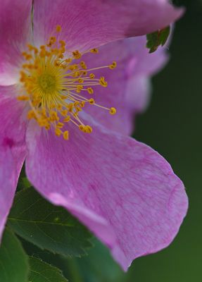 _DSC2554trj2.jpg