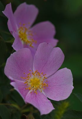 _DSC2565trj2.jpg