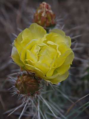_DSC2623t3rj2.jpg