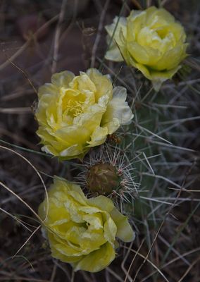_DSC2625trj2.jpg