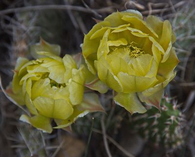 _DSC2650trj3.jpg