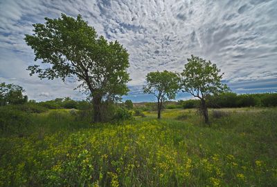 _DSC2745trj2.jpg