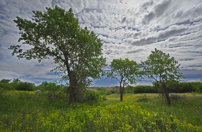 _DSC2751trj2.jpg