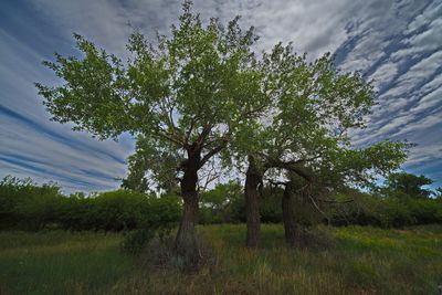 _DSC2754trj2.jpg