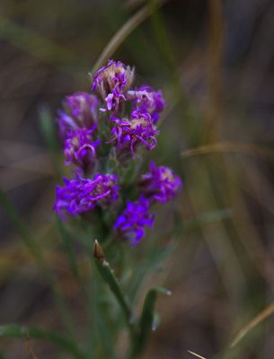 _DSC3549trj2.jpg