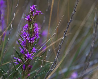 _DSC3559trj3.jpg