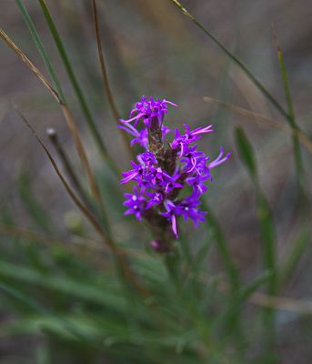 _DSC3564trj2.jpg