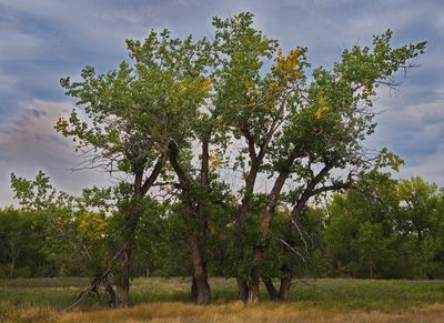 _DSC3592trj2.jpg