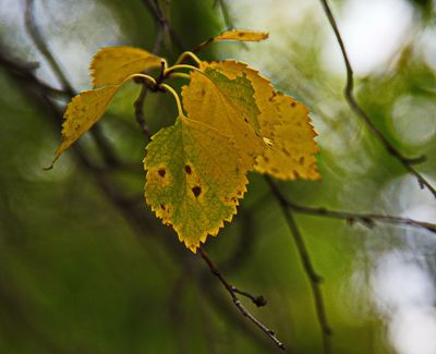 _DSC3596t2rj2.jpg