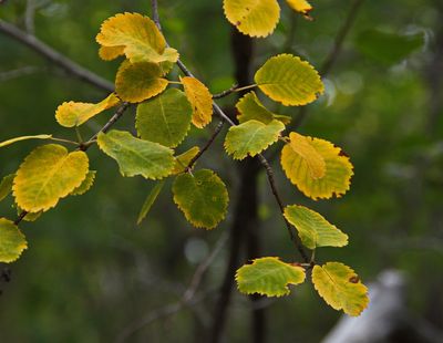 _DSC3598trj2.jpg