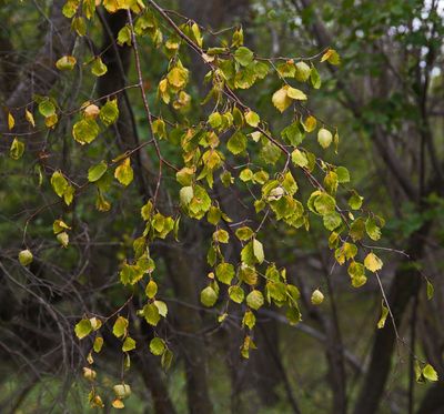 _DSC3601trj2.jpg