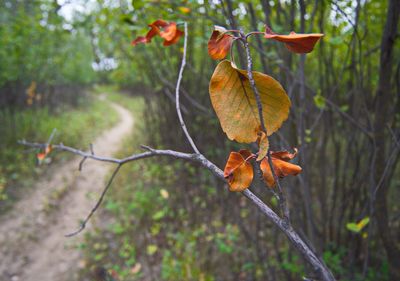 _DSC3636trj2.jpg