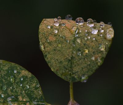 _DSC3643trj2.jpg
