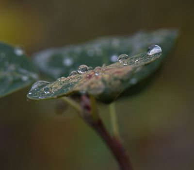 _DSC3671trj.jpg