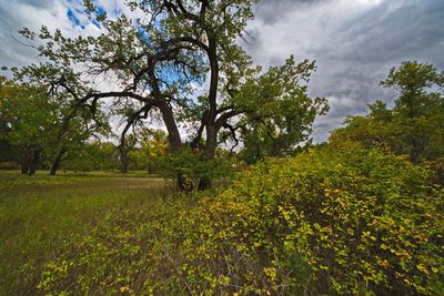_DSC3756trj2.jpg