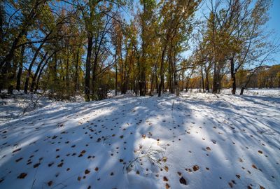 _DSC3821tt2rj2.jpg