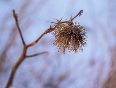_DSC4232tt3rj2.jpg