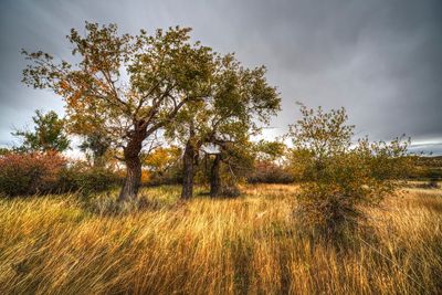 _DSC5120_Painterly 2ttrj2.jpg