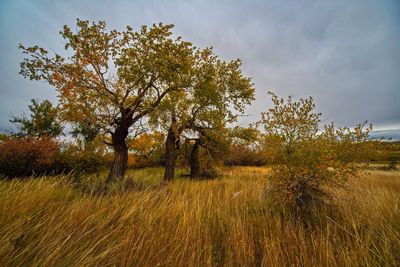 _DSC5120tt3rj2.jpg