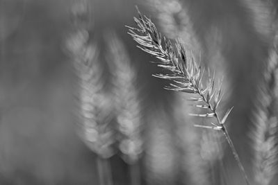 _DSC5201_B&W Naturalt2rj.jpg