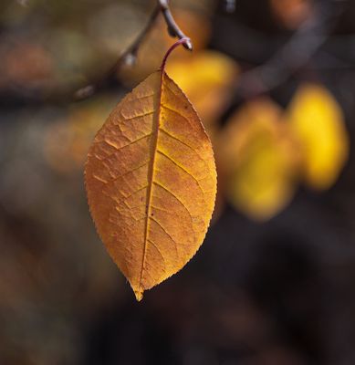 _DSC5242tt2rj2.jpg