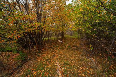 _DSC5737tt2rj2.jpg