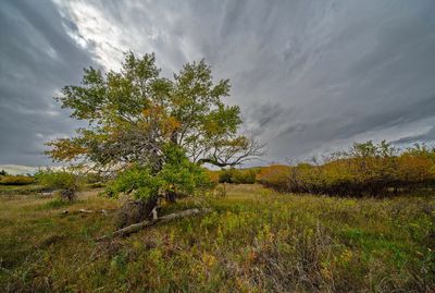 _DSC5738tt2rj2.jpg