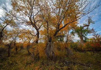 _DSC6062tt2rj2.jpg