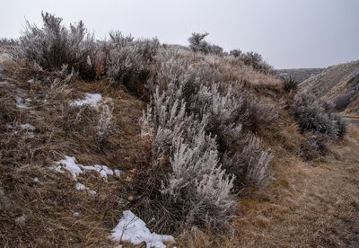 _DSC6227ttrj2.jpg
