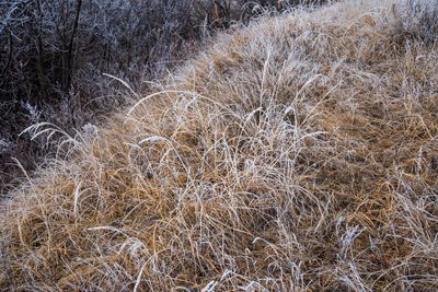 _DSC6240ttrj3.jpg