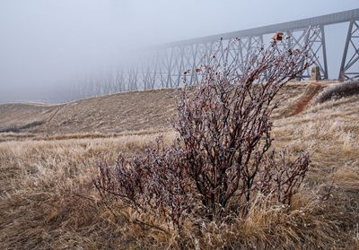 _DSC6241ttrj2.jpg