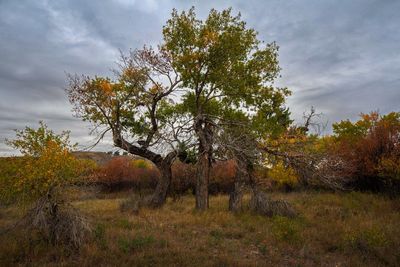 _DSC6533tt2rj2.jpg