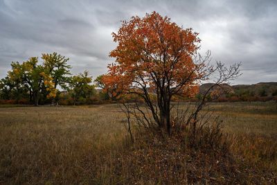 _DSC6535tt2rj2.jpg