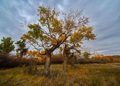 _DSC6586tt3rj2.jpg