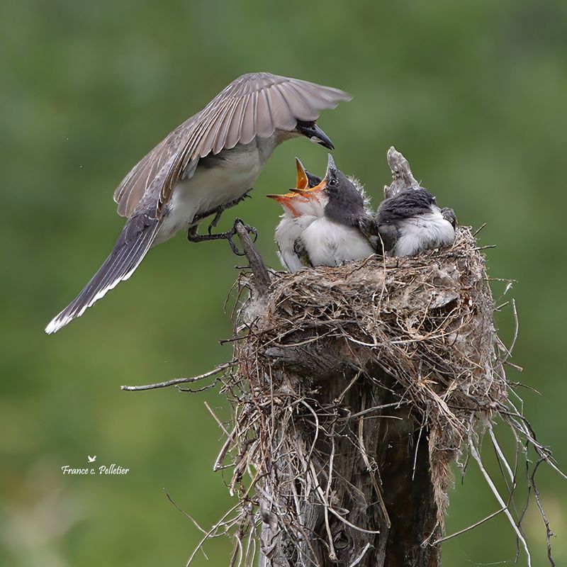Tyran_6x6_DSC_2005.jpg