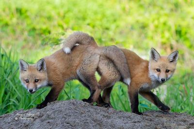 :: Renard ::