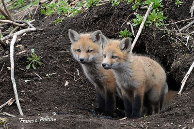 :: Renard ::