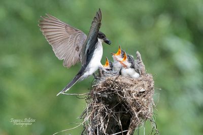 Tyran_5x7_DSC_1495.jpg