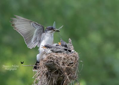 Tyran_5x7_DSC_2102.jpg