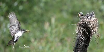 Tyran_6x3_DSC_1485.jpg