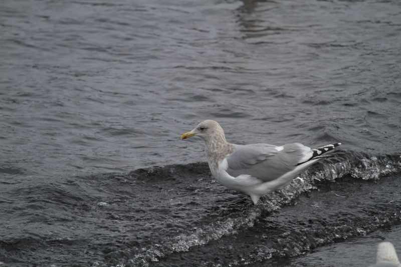 ThayersGull_(near)adult_Choshi_Japan_20120311_007.JPG