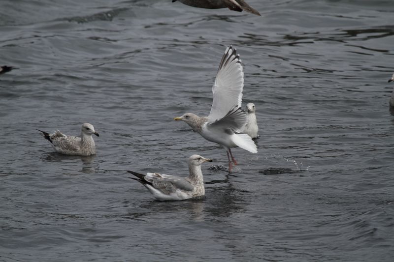 ThayersGull_(near)adult_Choshi_Japan_20120311_008.JPG