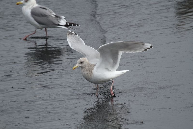 ThayersGull_(near)adult_Choshi_Japan_20120311_009.JPG
