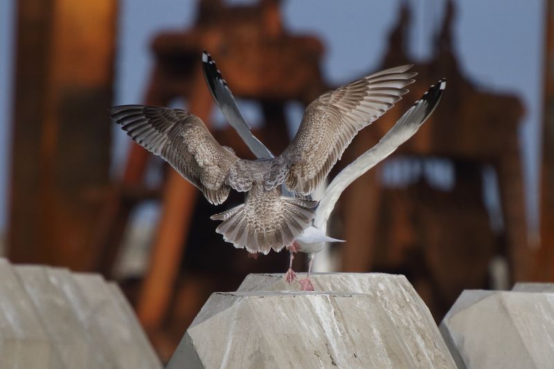 ThayersGull_1c_Choshi_Japan_06-03-2012_001 (2).JPG