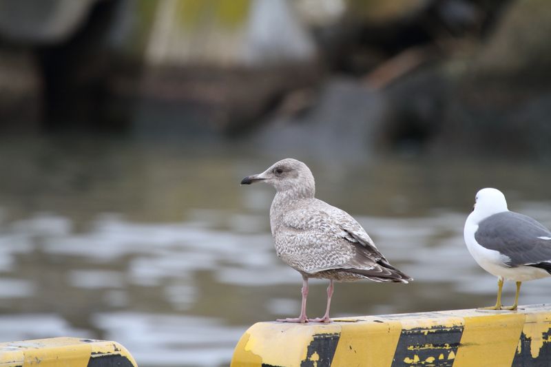 ThayersGull_1c_Choshi_Japan_06-03-2012_001.JPG